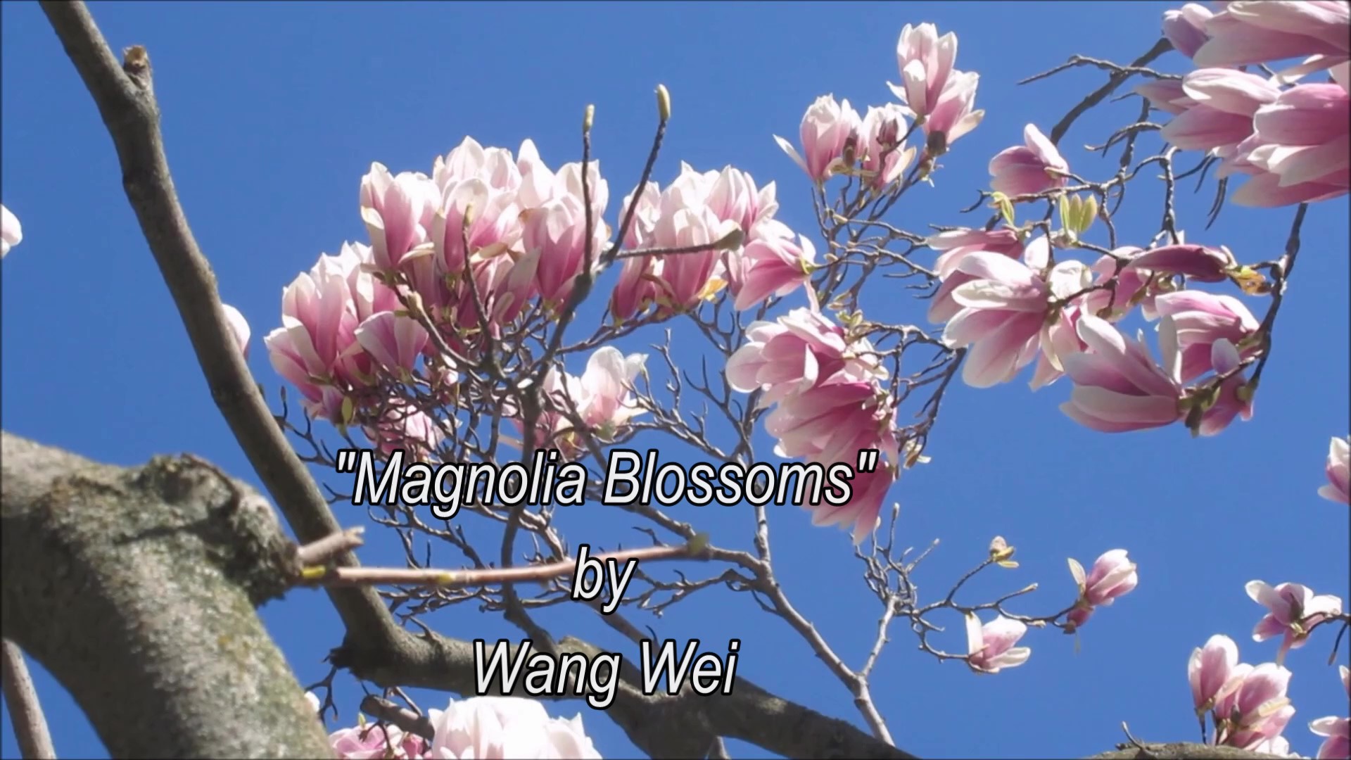Magnolia Blossoms
